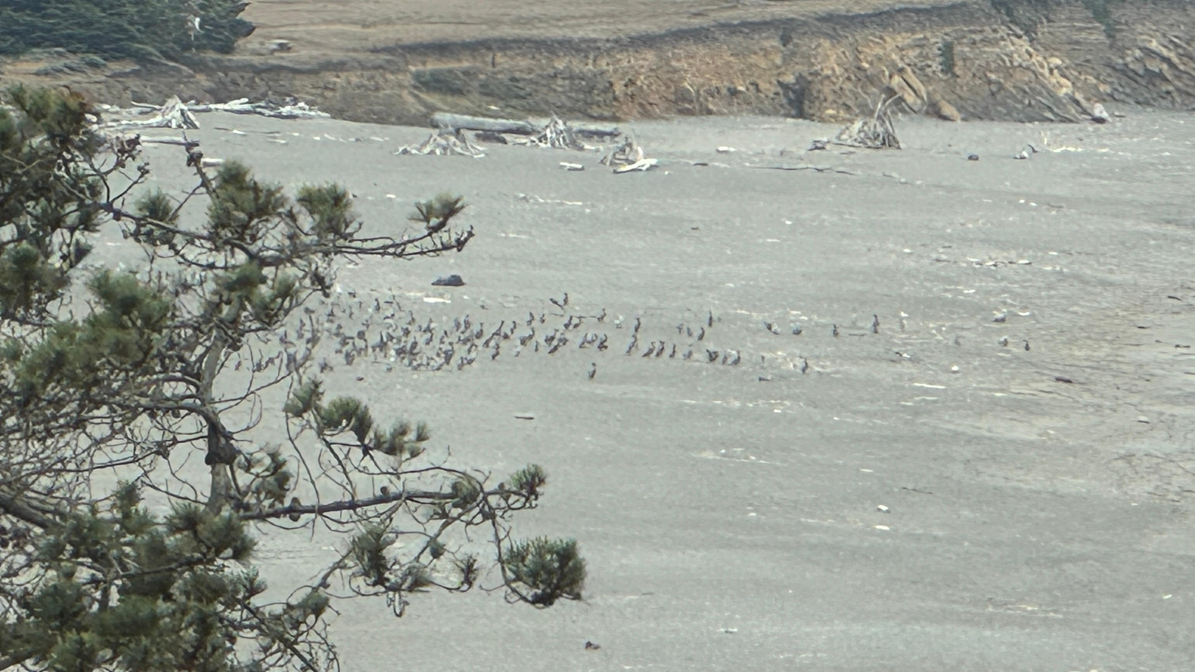 Plenty of birds to study. 
