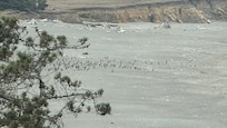 Plenty of birds to study.