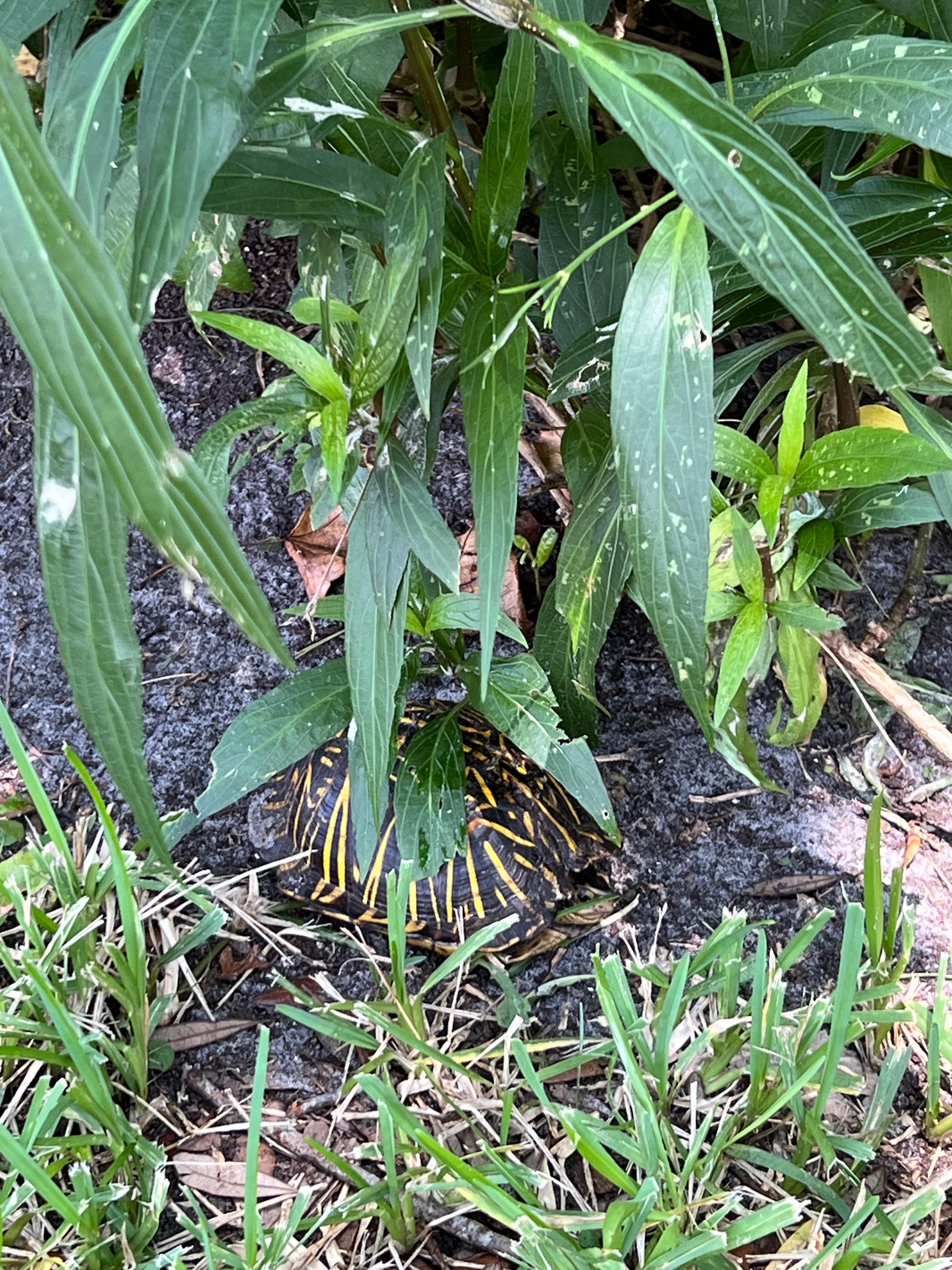 Our turtle friend who lives in the back yard. 