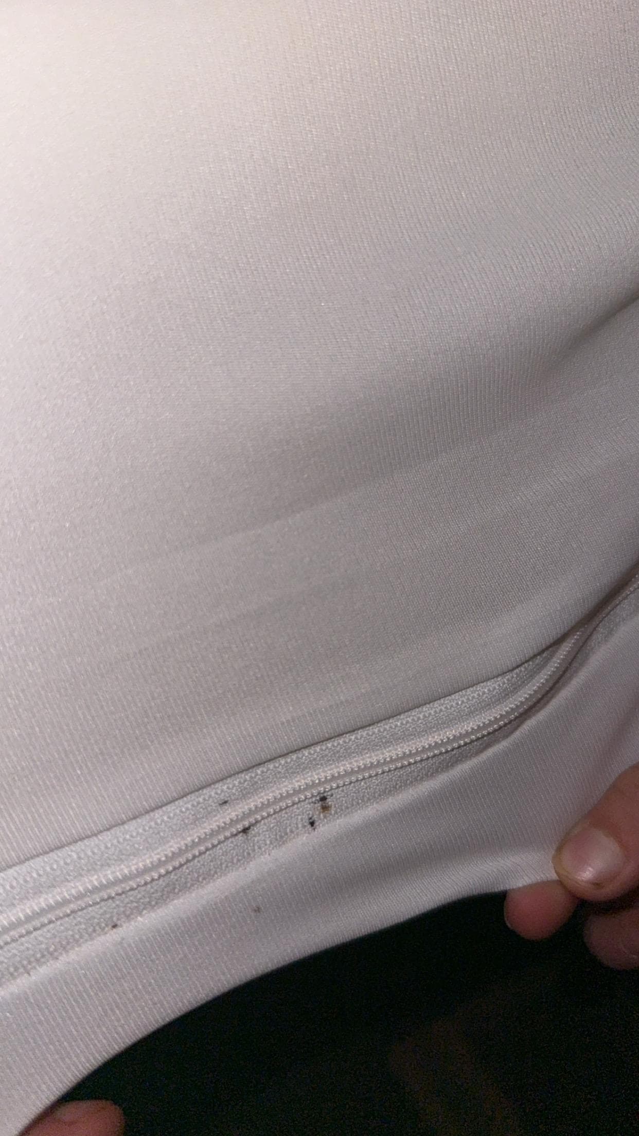 Bedbugs 