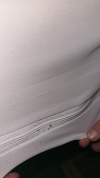 Bedbugs