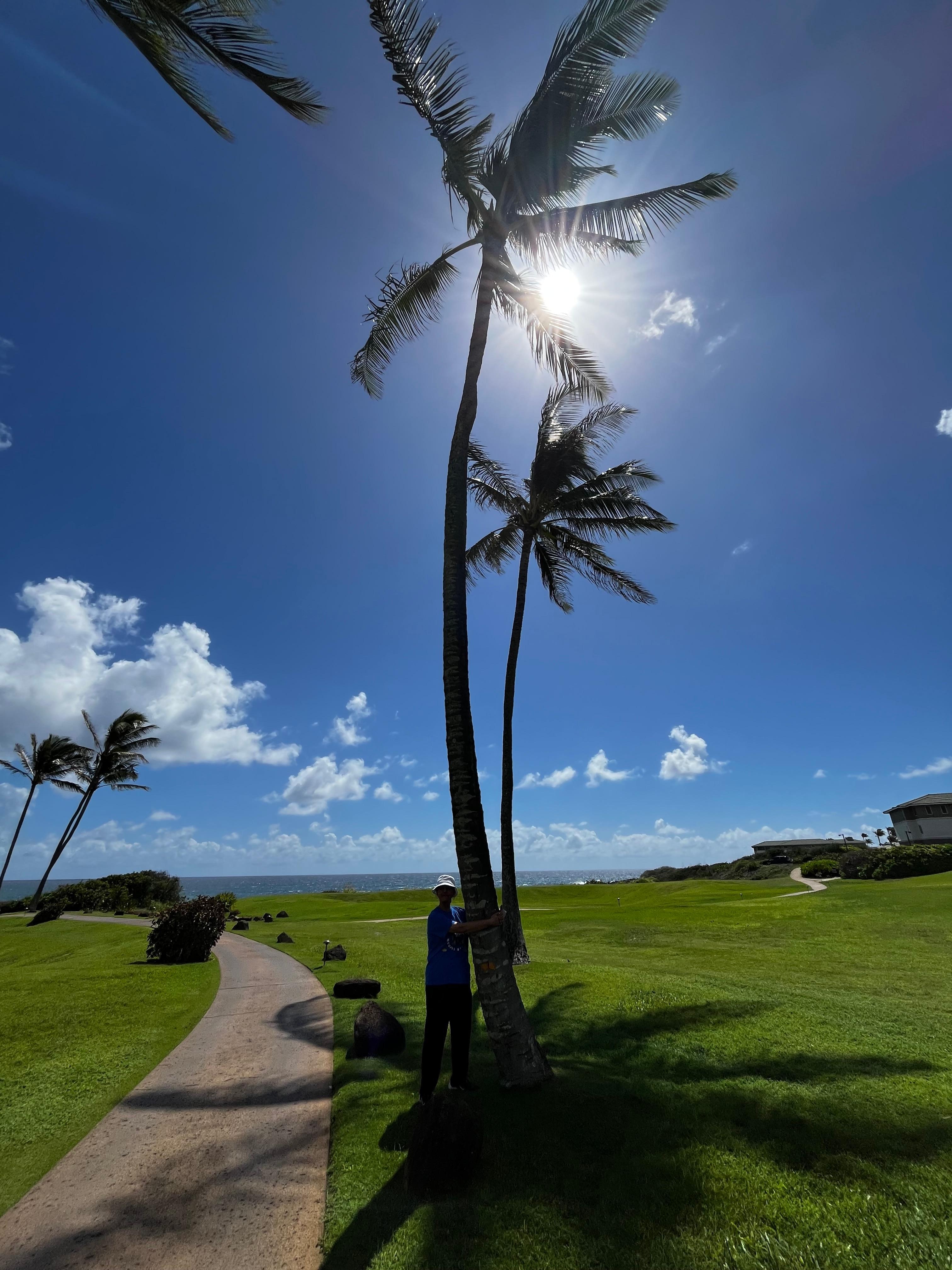 Palm tree near Shipwreck Beach 