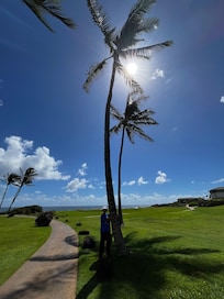 Palm tree near Shipwreck Beach