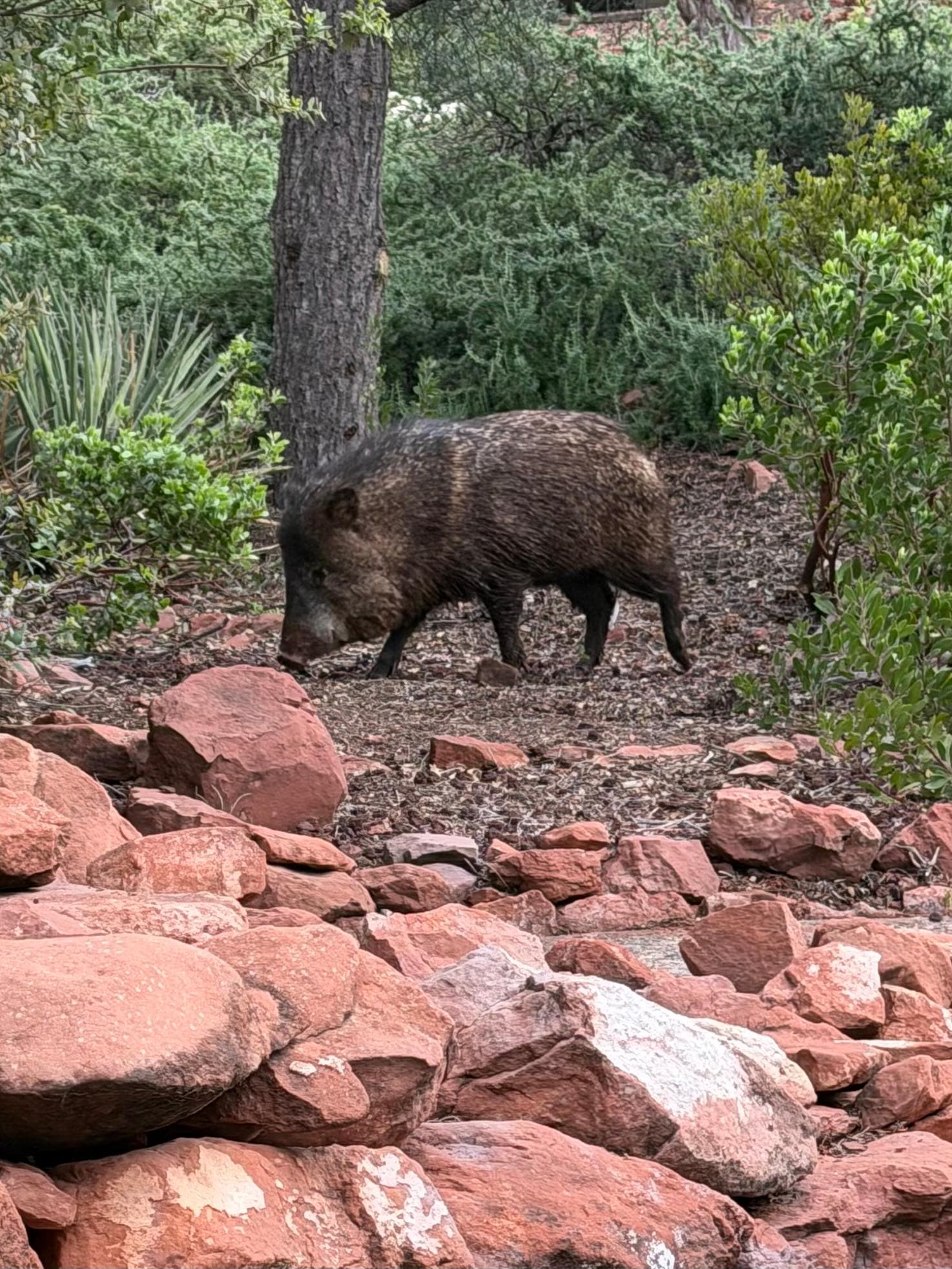 7am - Javalina in in the front yard