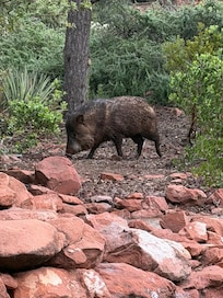 7am - Javalina in in the front yard