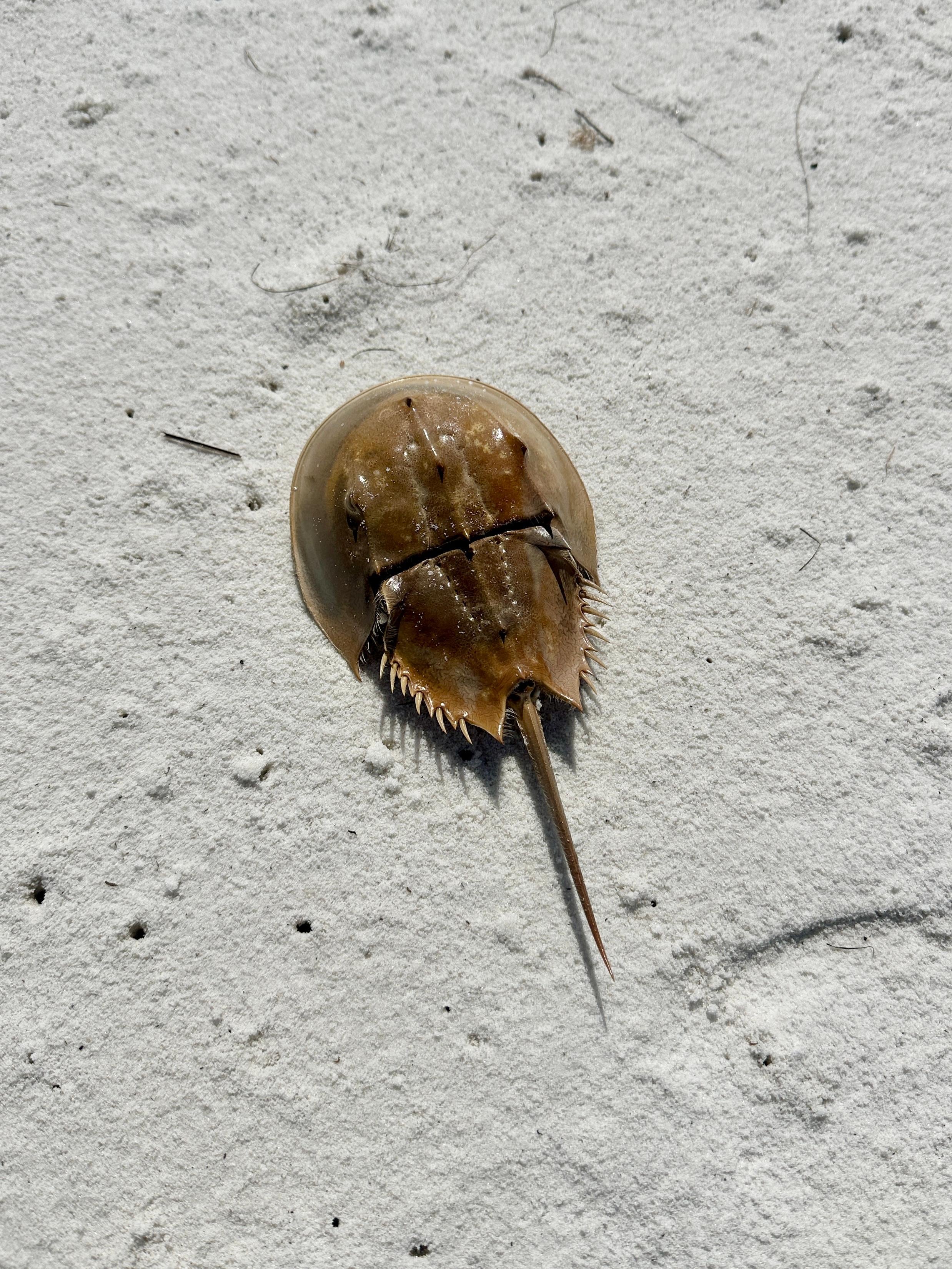 Horseshoe Crab 