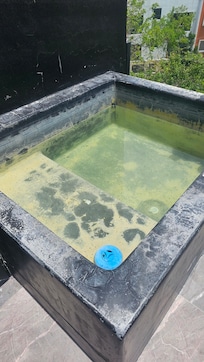 Private pool with rubbish and very green