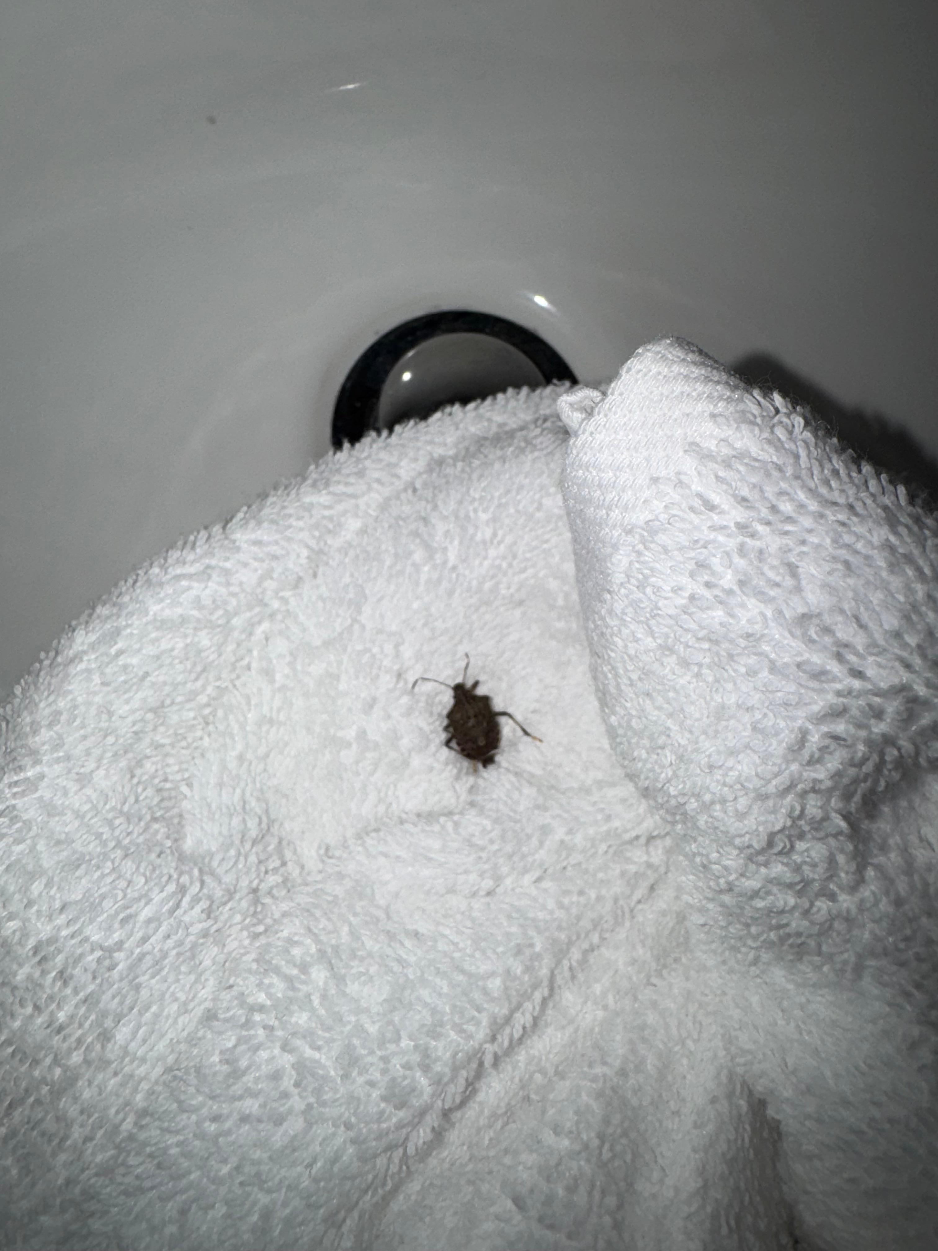 Just on of many bugs