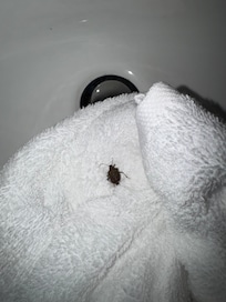 Just on of many bugs