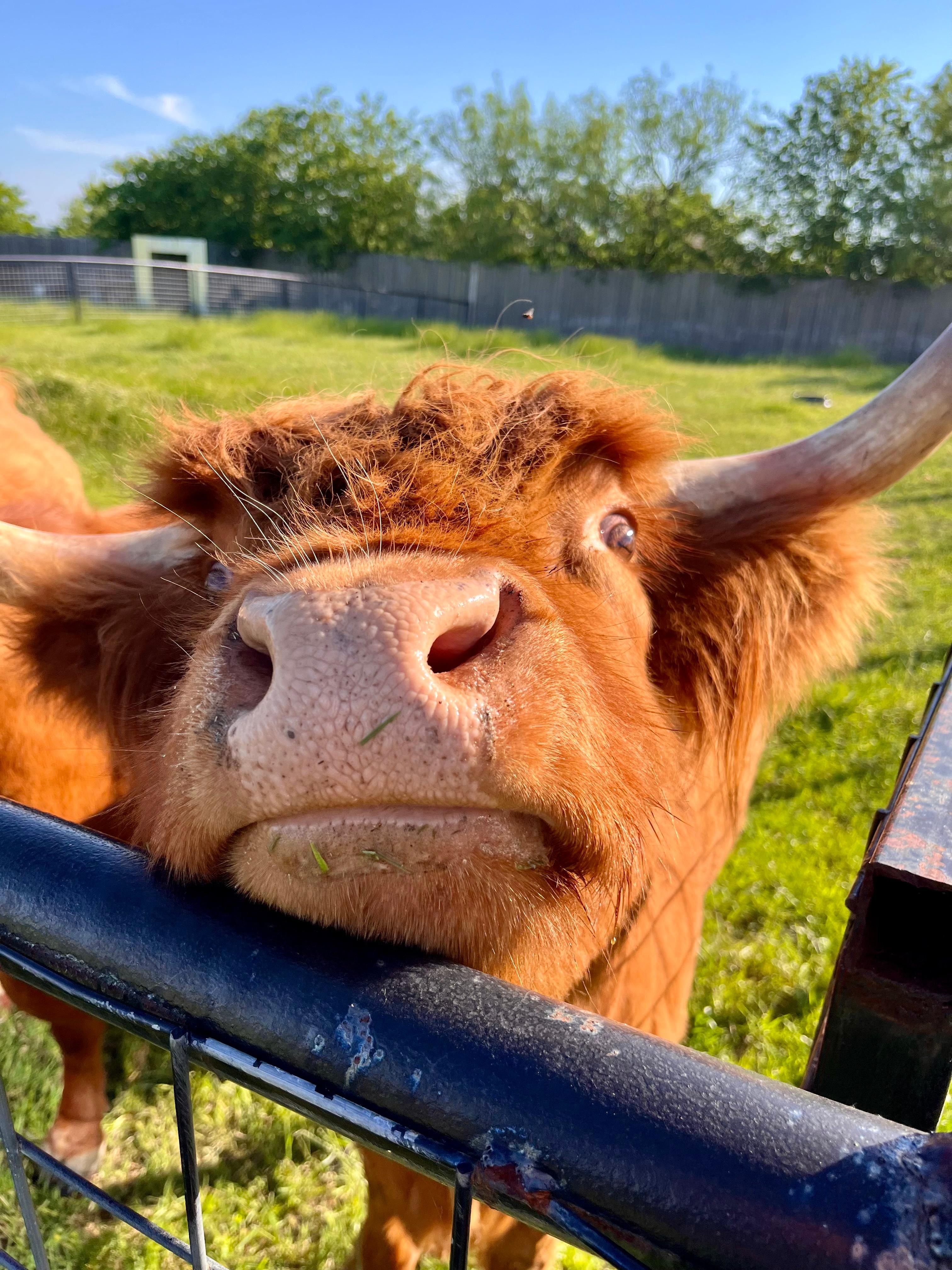 Highland Cow