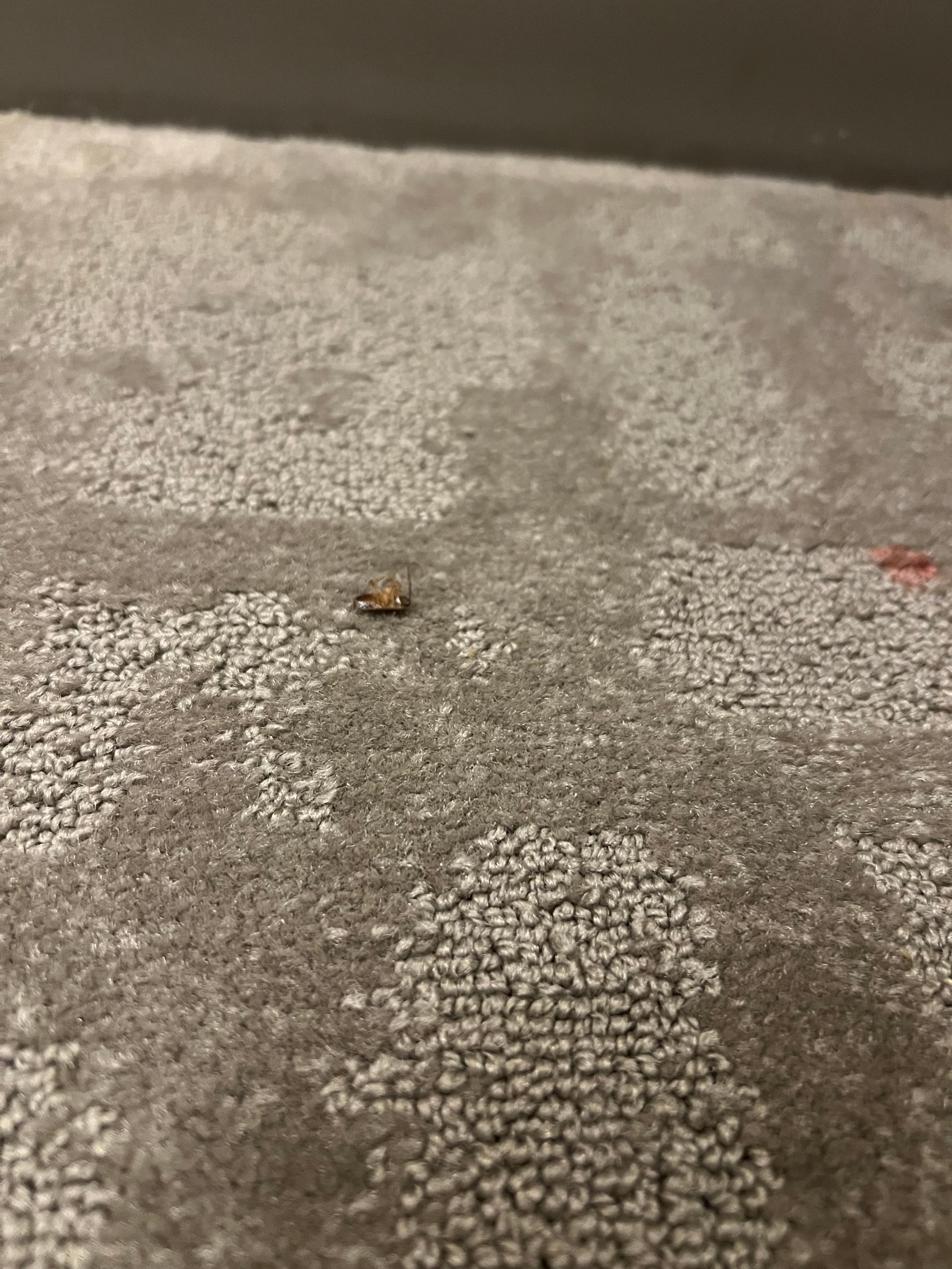 Cockroach and dirty carpet. 
