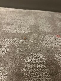 Cockroach and dirty carpet.