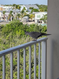 View from our balcony and a very short walk to the beach/pier.