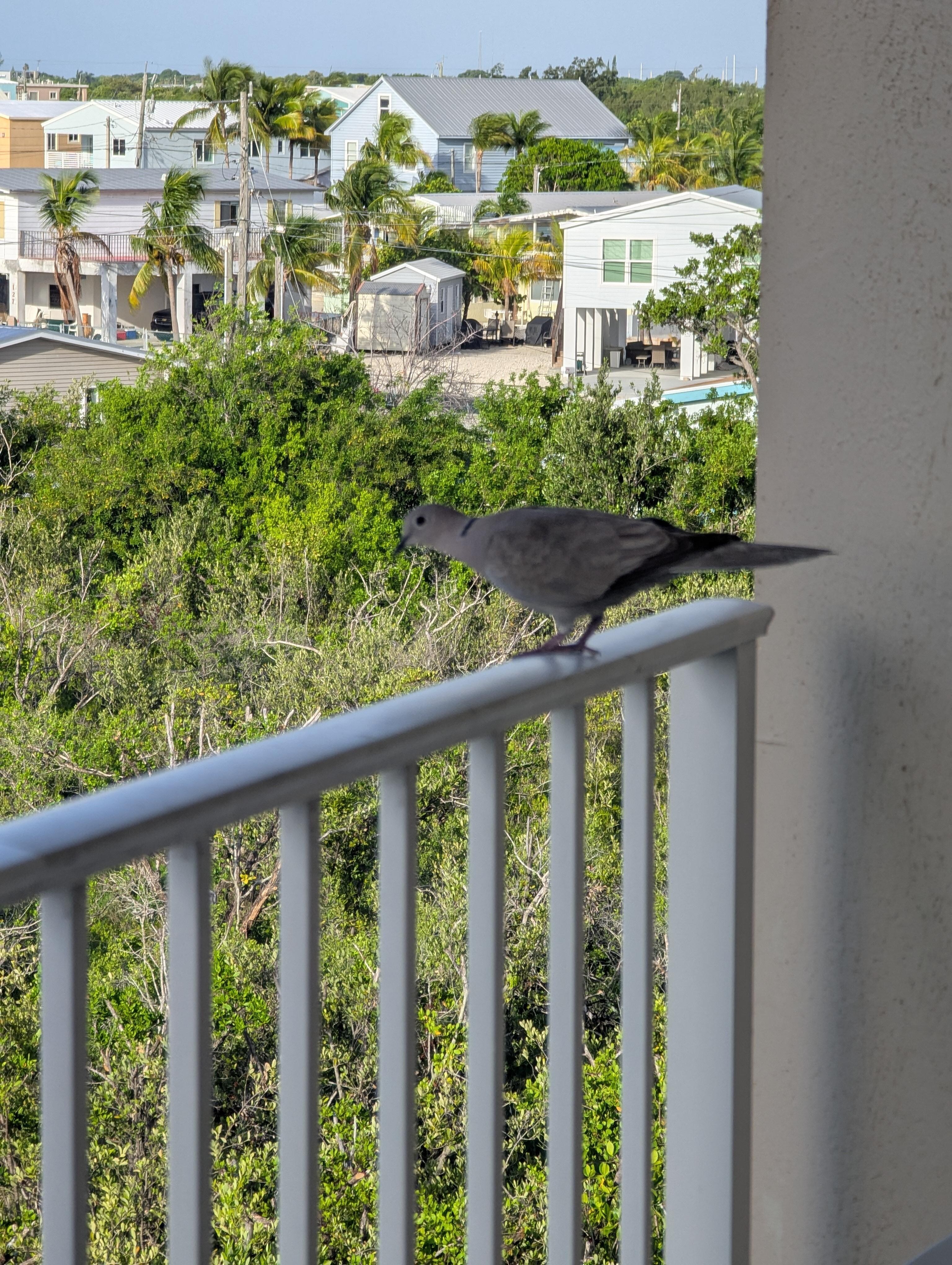 View from our balcony and a very short walk to the beach/pier.