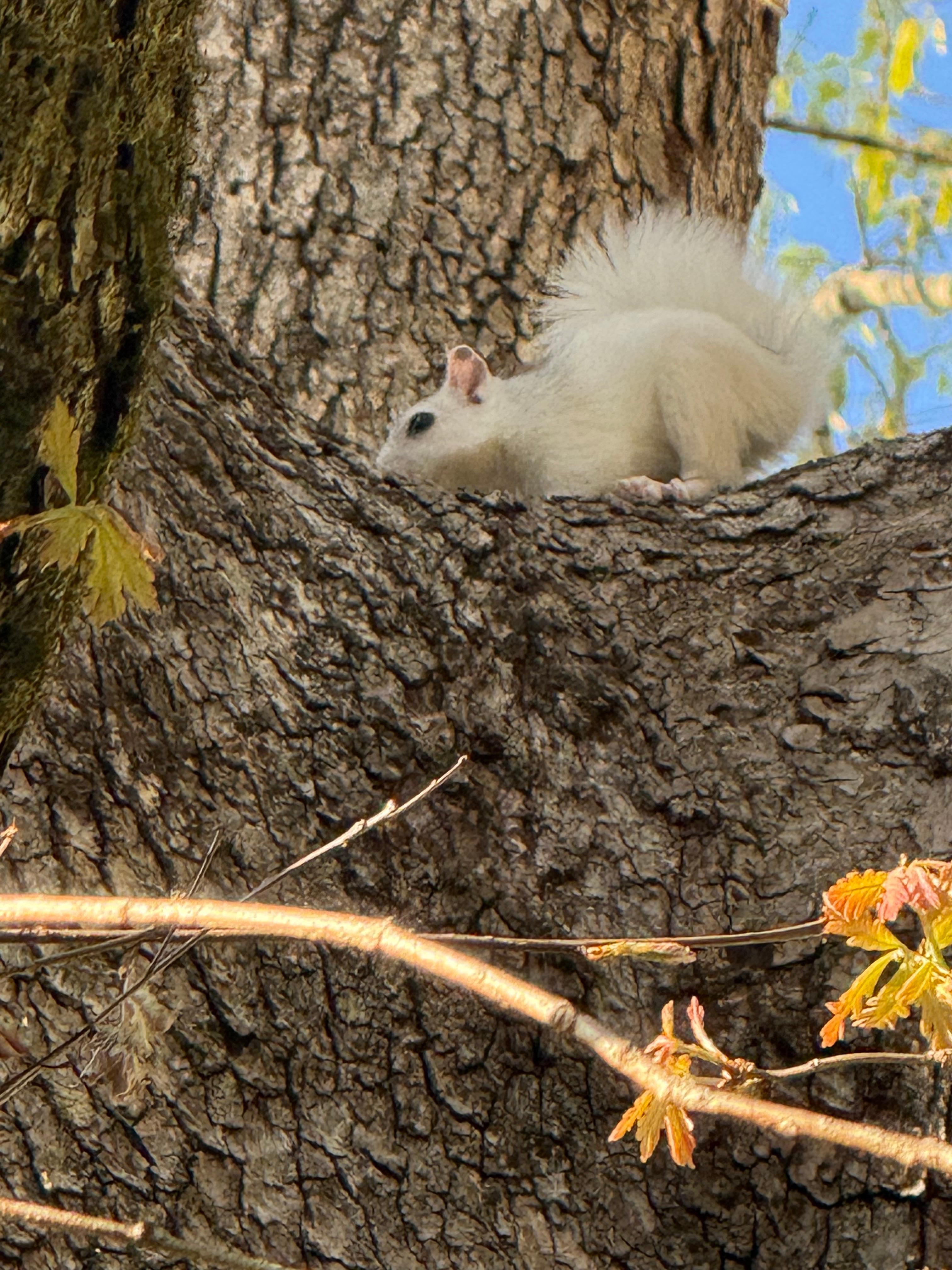 white squirrel in front yard tree