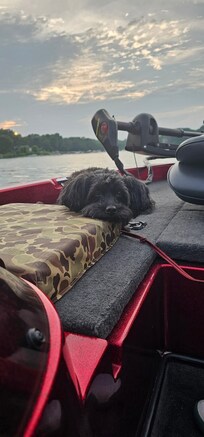 Our dog Sunday enjoyed a boat ride.