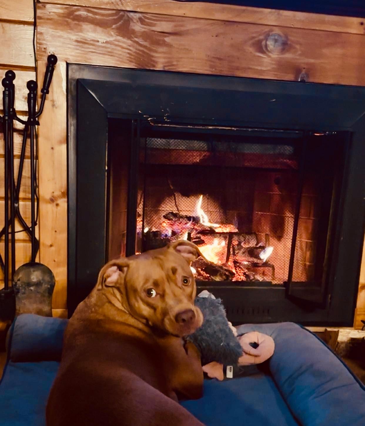 Our sweet boy enjoying the warmth from the fire!