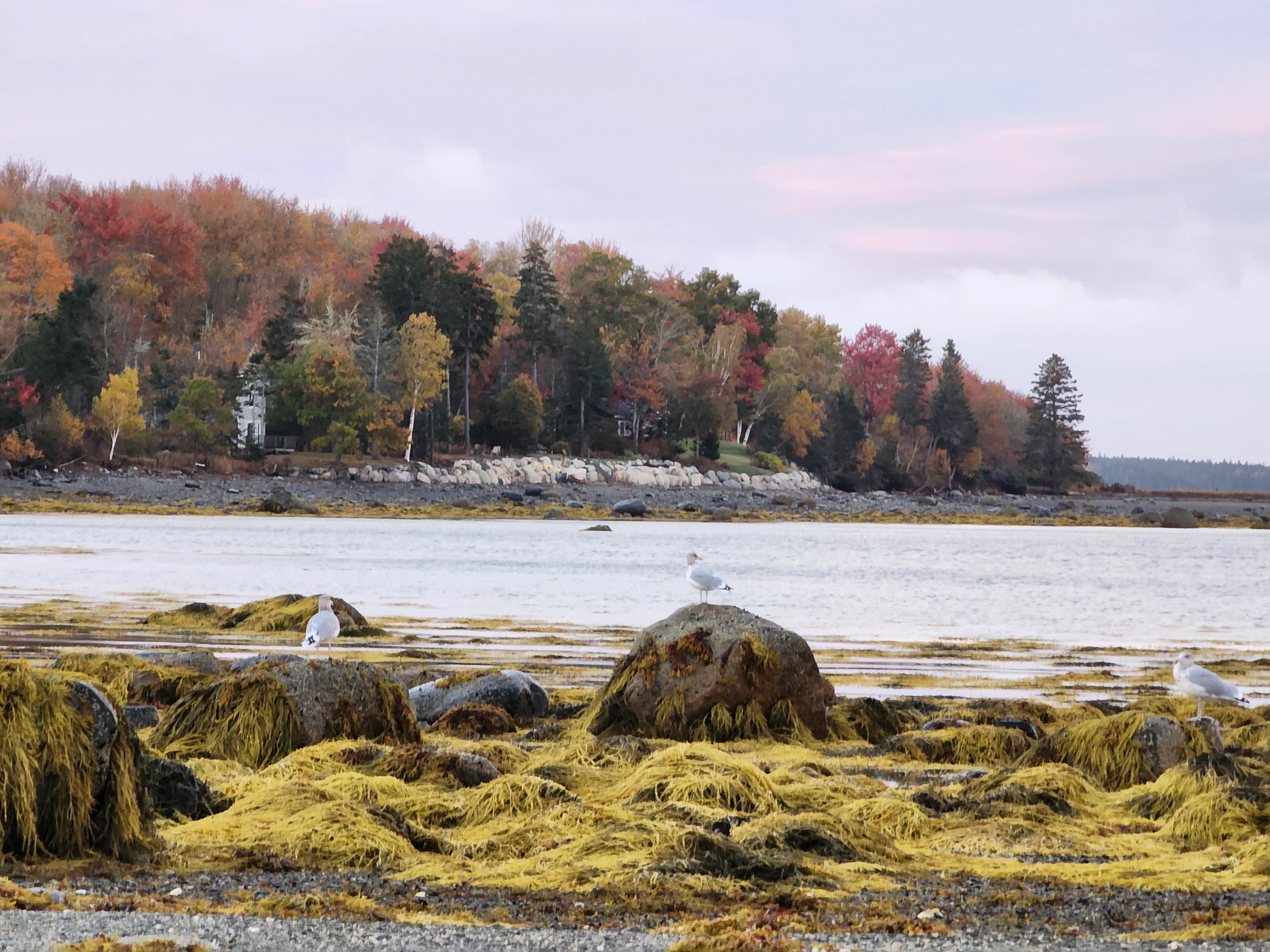 Walking the beach at low tide