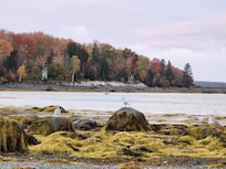 Walking the beach at low tide