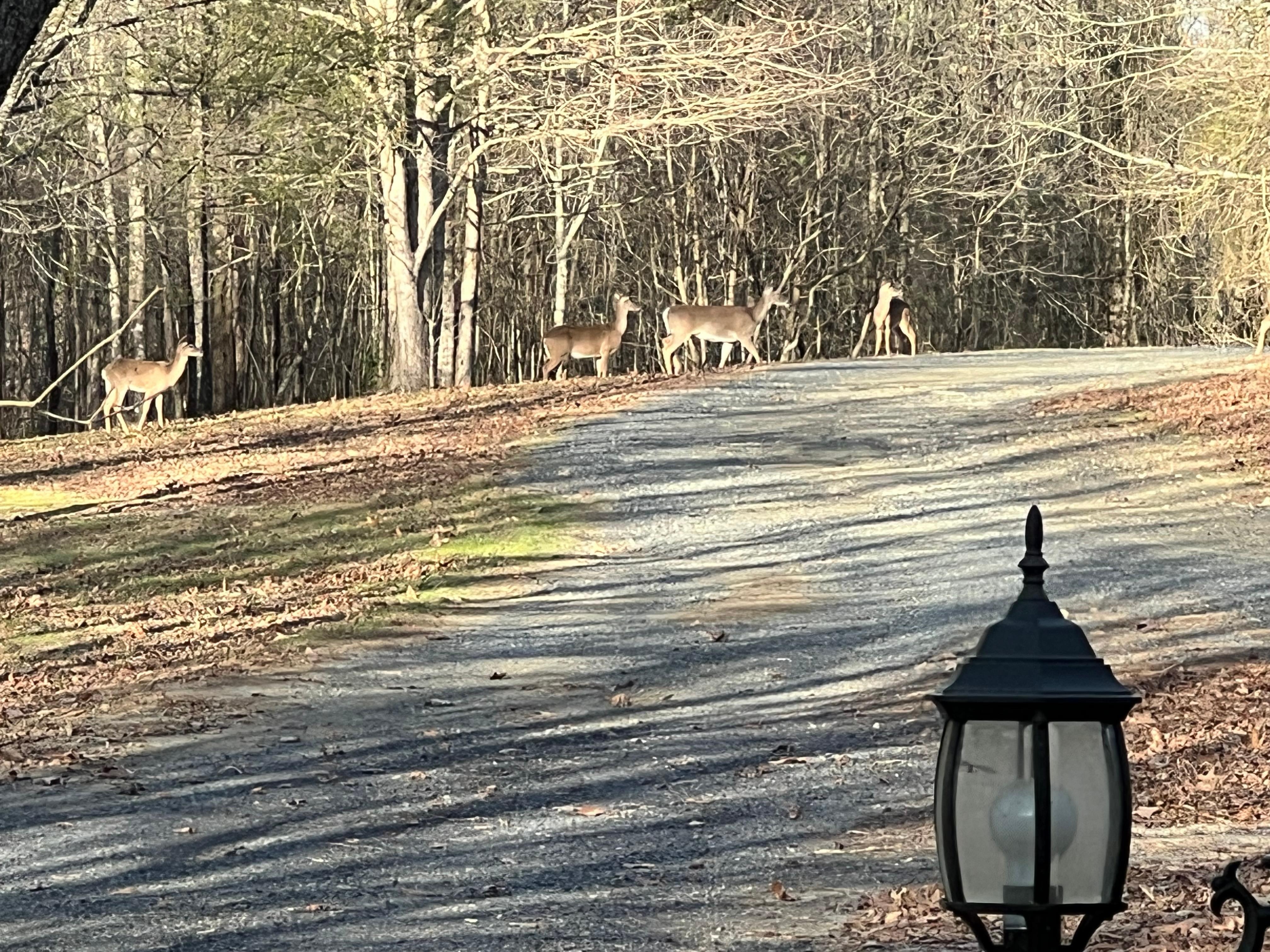 Saw 7 doe on our last evening there…