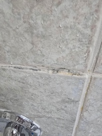 Think this is mold in the shower