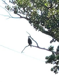 Bald eagle