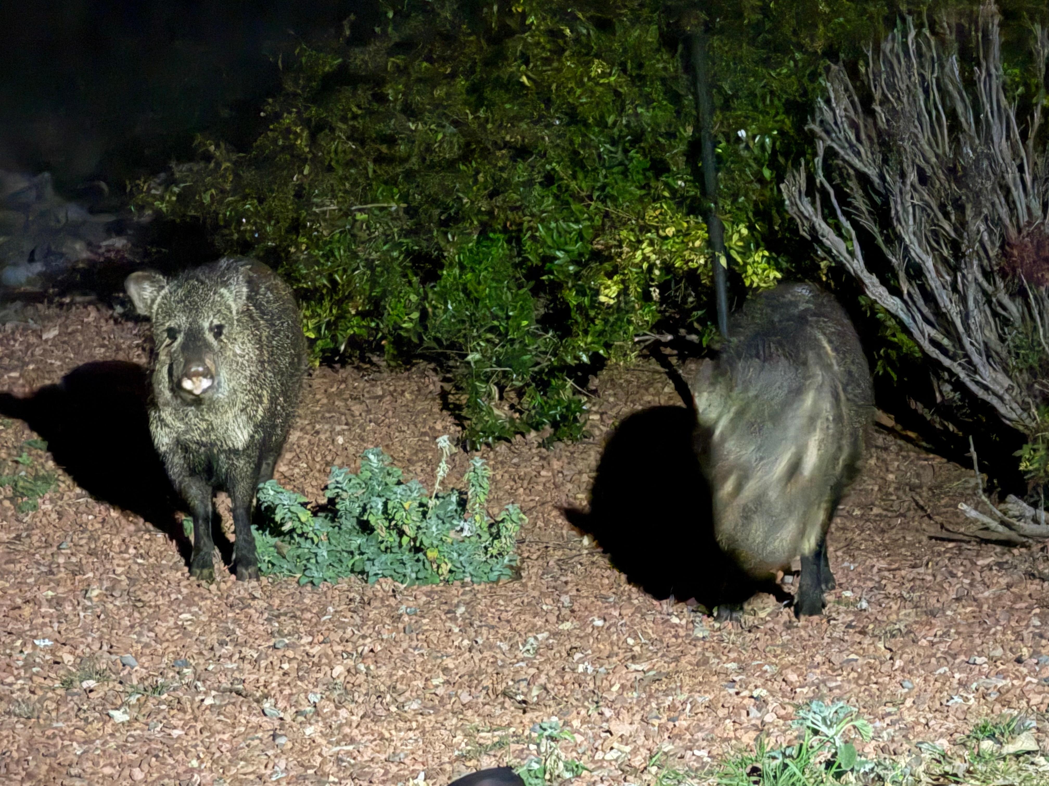 We saw javalinas, deer, coyote while sitting on the back porch 