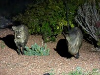 We saw javalinas, deer, coyote while sitting on the back porch