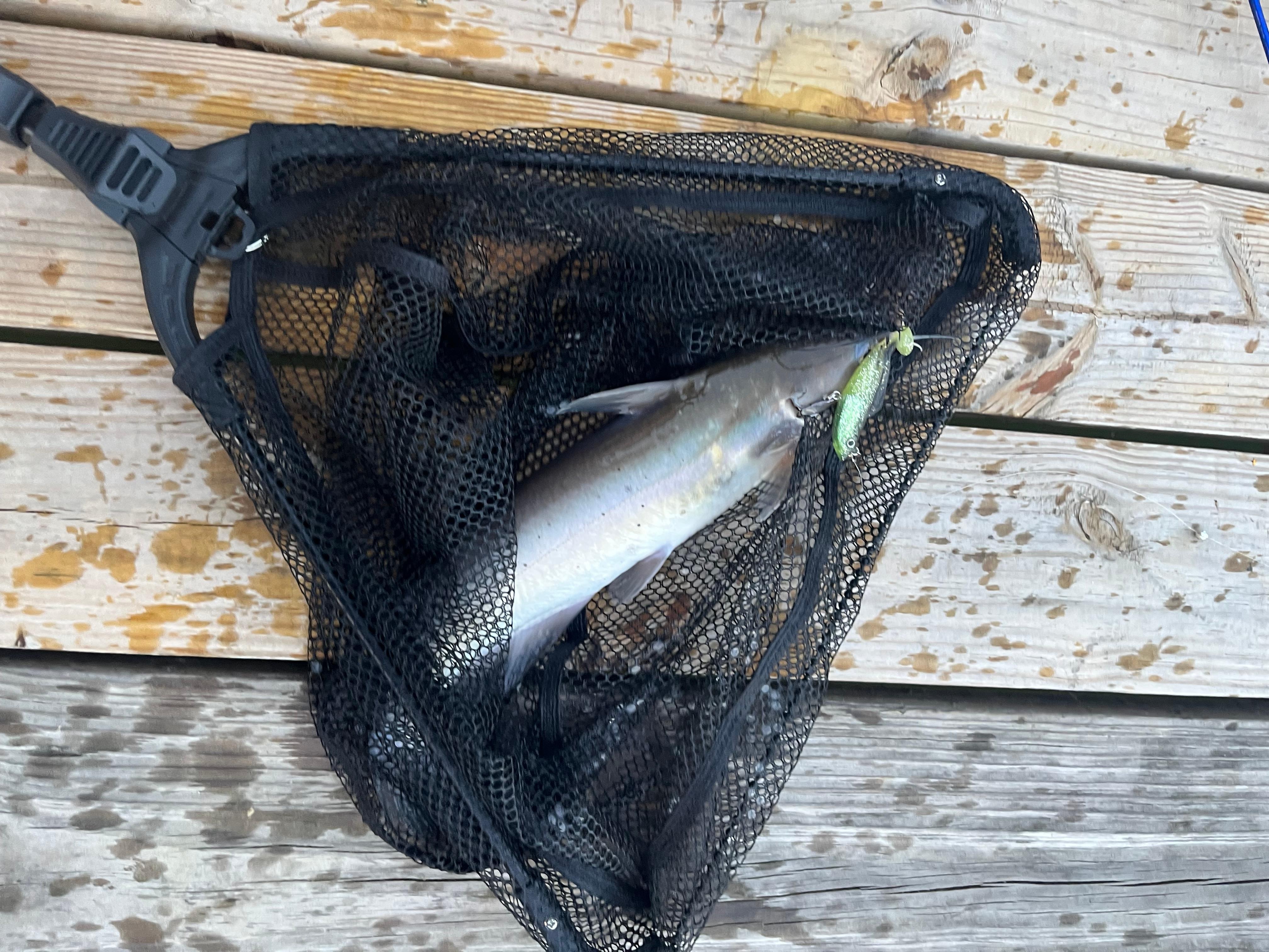 We caught 2 catfish and a bass!