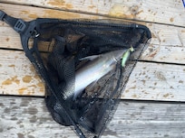 We caught 2 catfish and a bass!