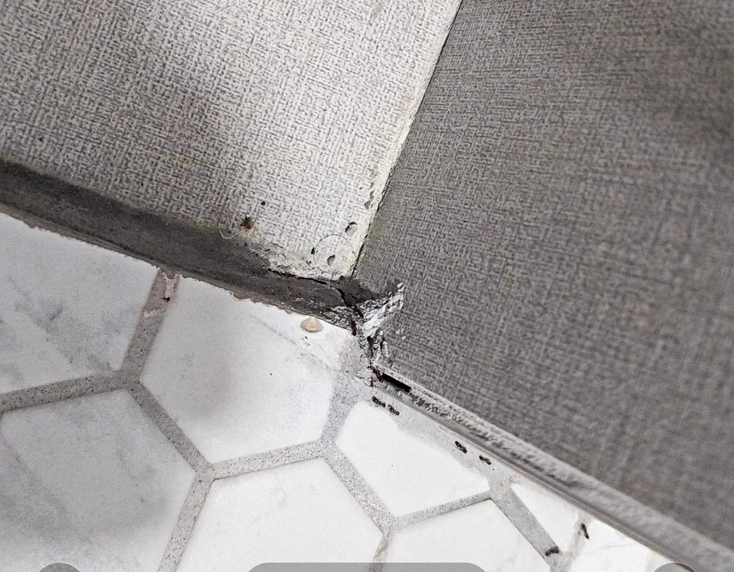 Hole in the wall where the ants invaded