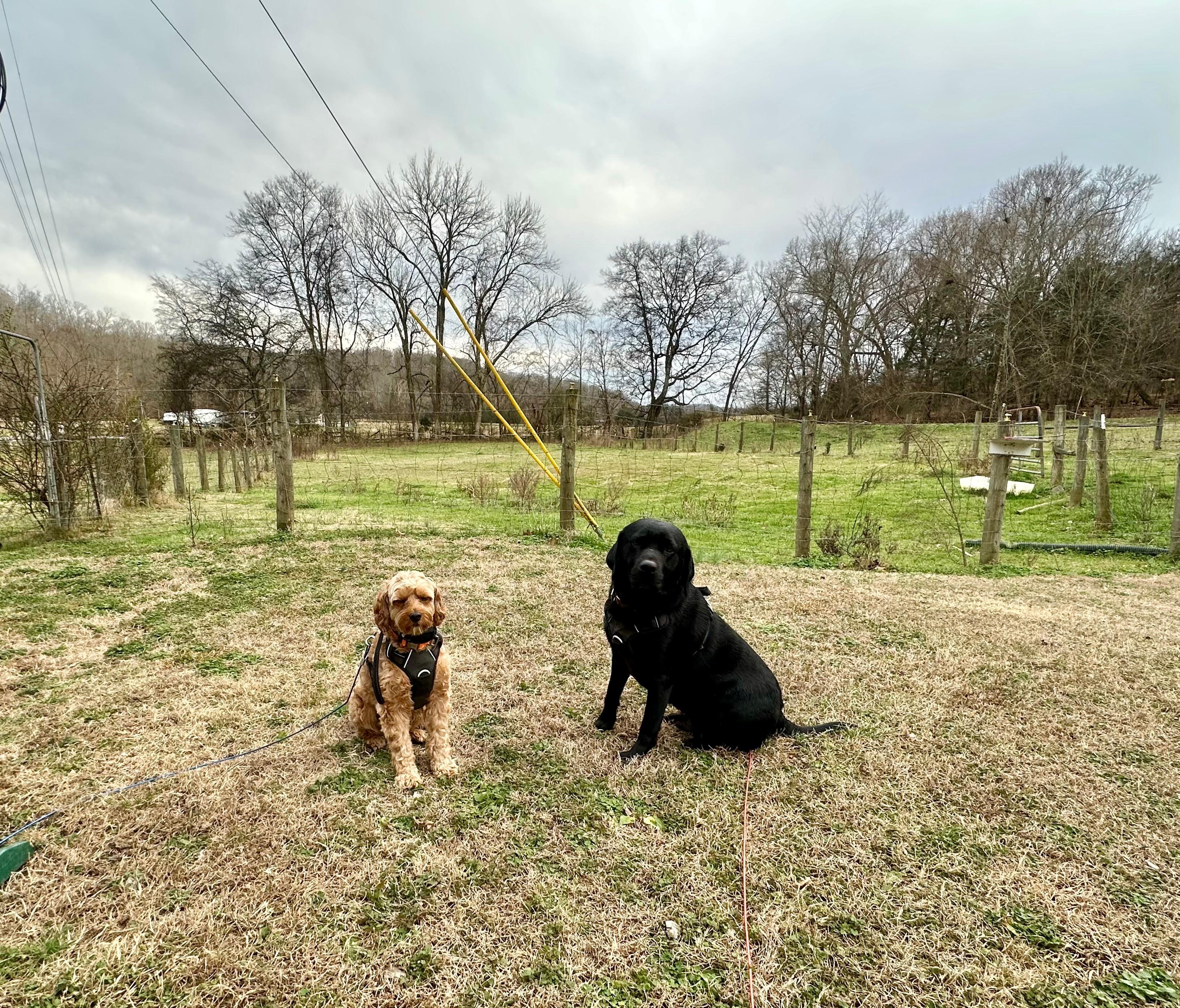Remi & Gunner had a nice relaxing weekend! 
