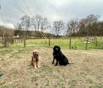Remi & Gunner had a nice relaxing weekend!