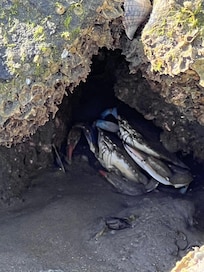 Crabs hiding