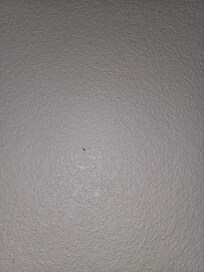 Ants