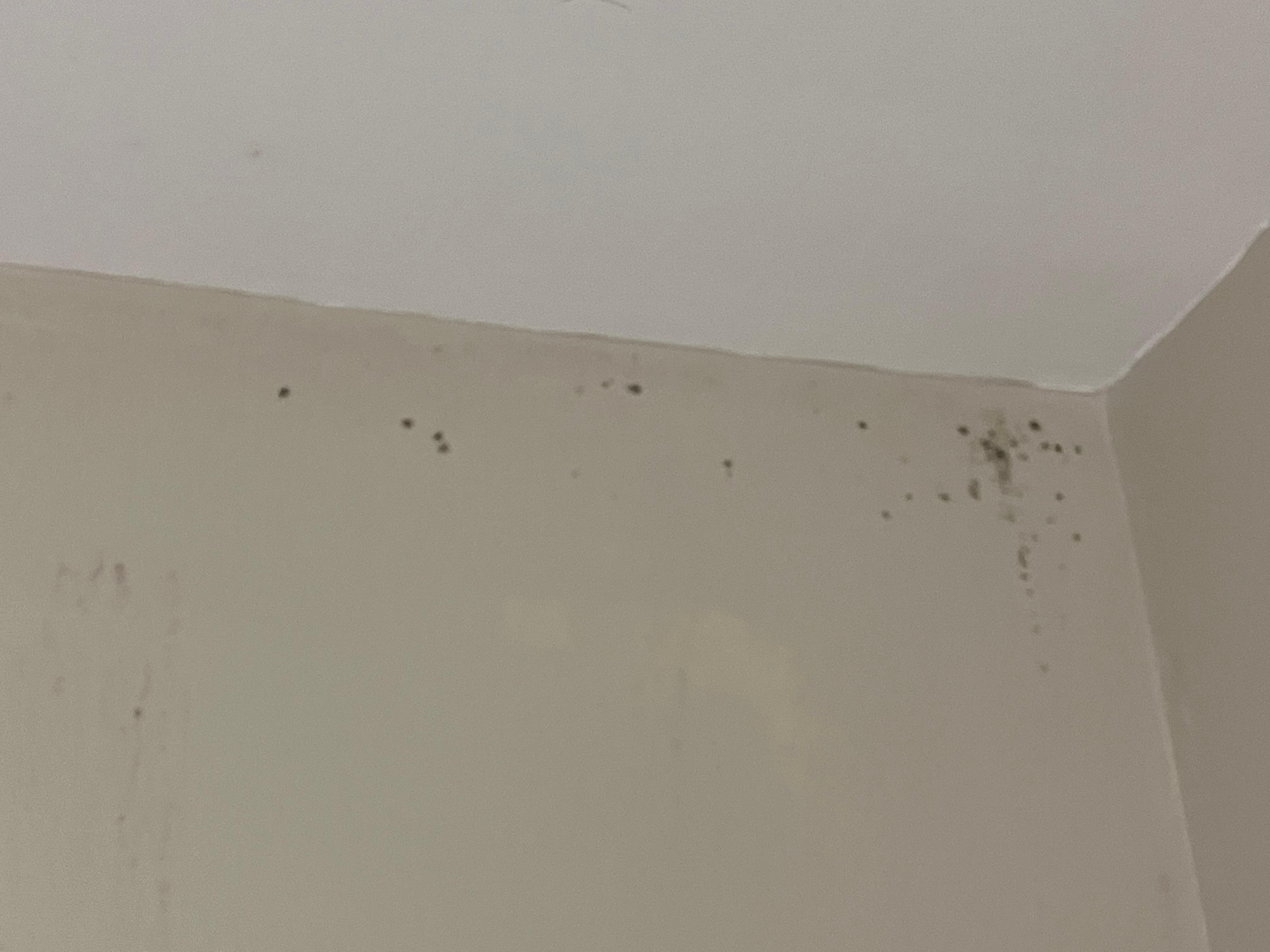 Black mold in the bathroom.