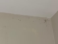 Black mold in the bathroom.