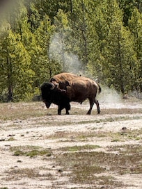 Bison near the steam holes!