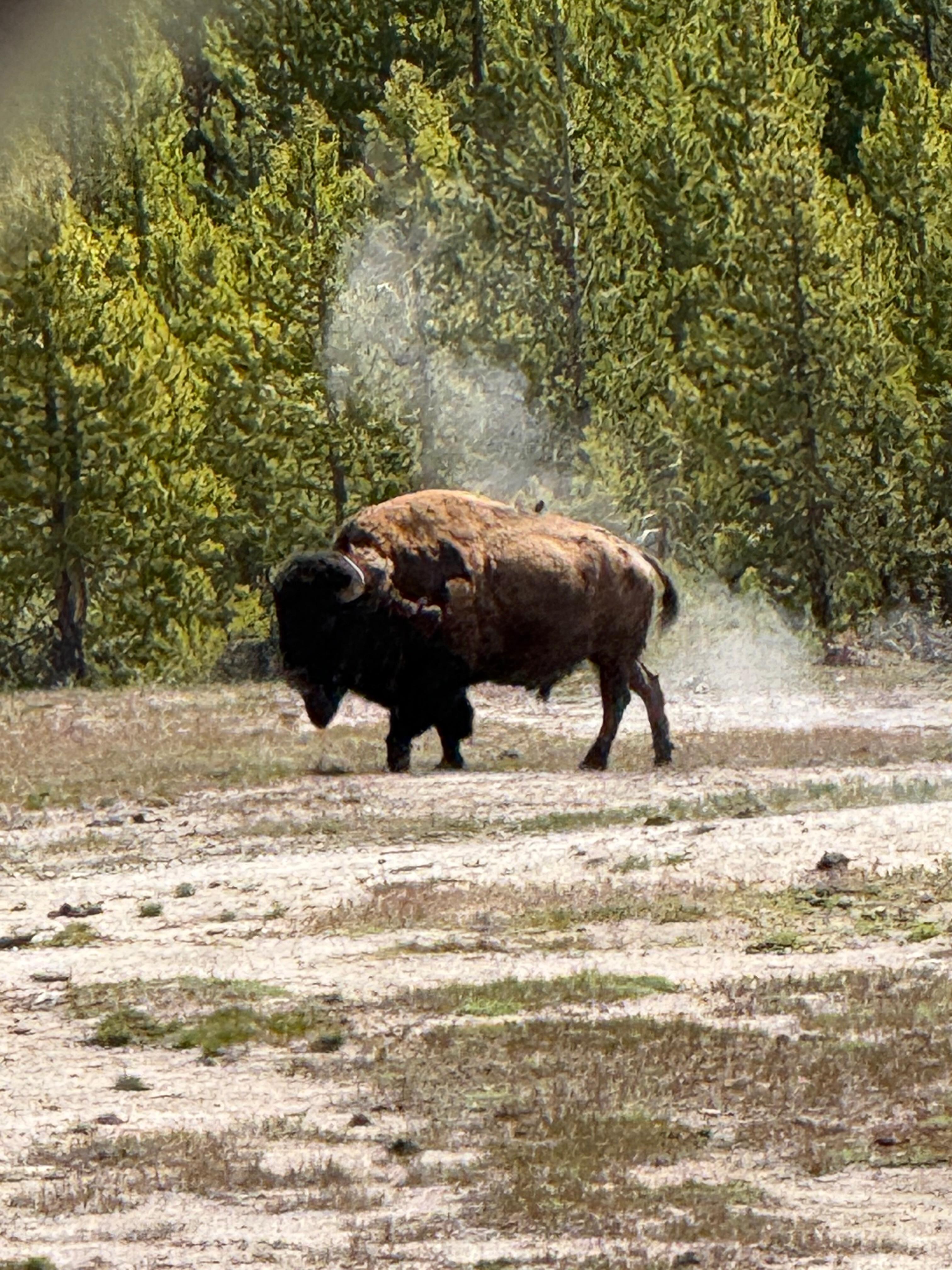 Bison near the steam holes!