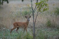 Deer seen from the dining room window