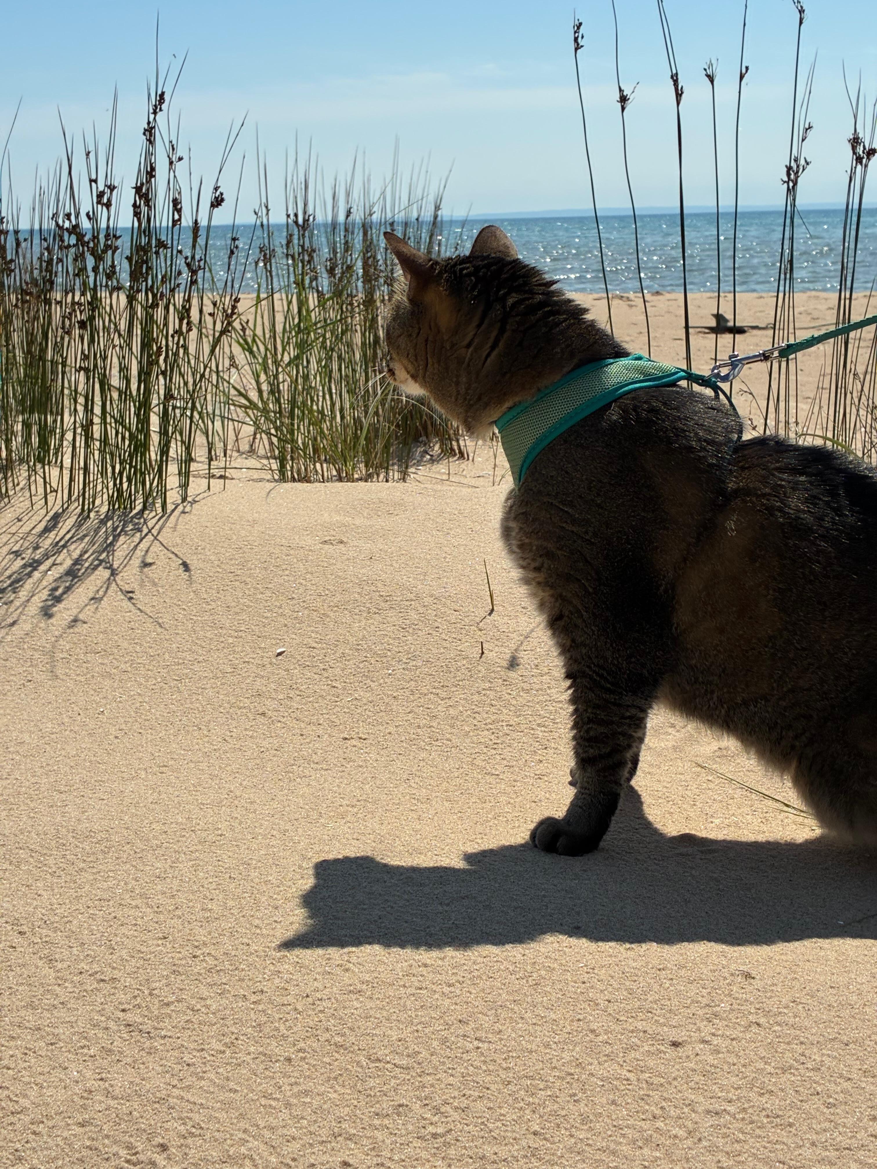 Beach as viewed from cottage with Pontoufle the cat