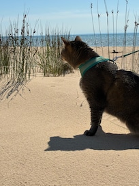 Beach as viewed from cottage with Pontoufle the cat