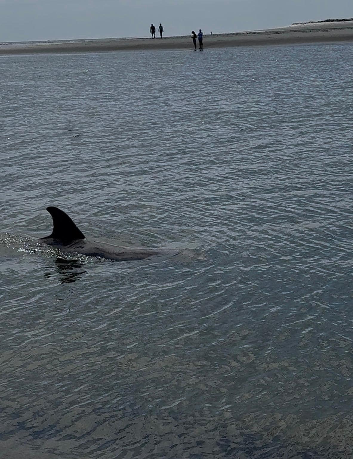 Dolphins at Sam's Spit