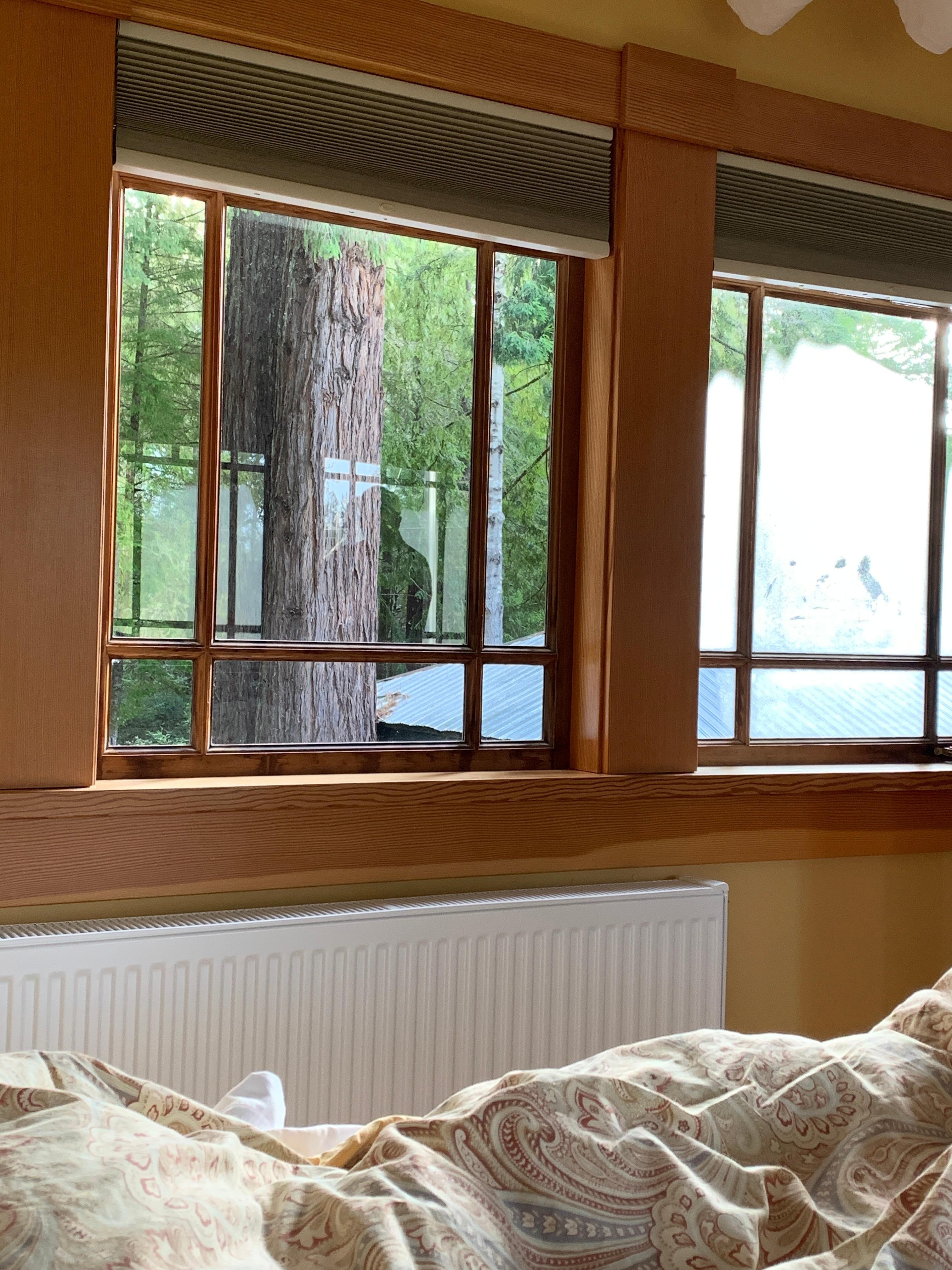 Redwood tree out the window, lots more on property.  