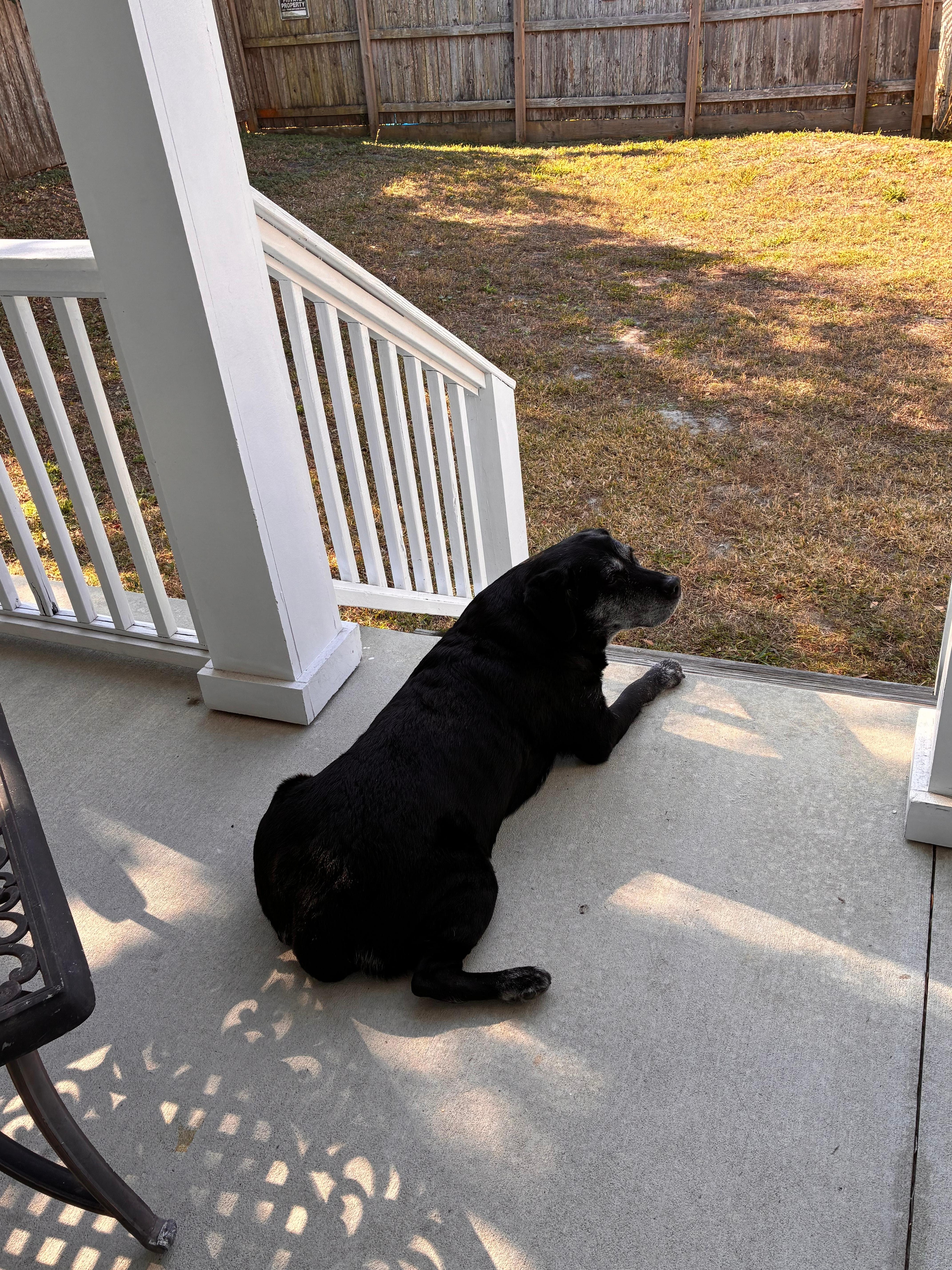Our Labrador retriever loved the back porch and backyard 