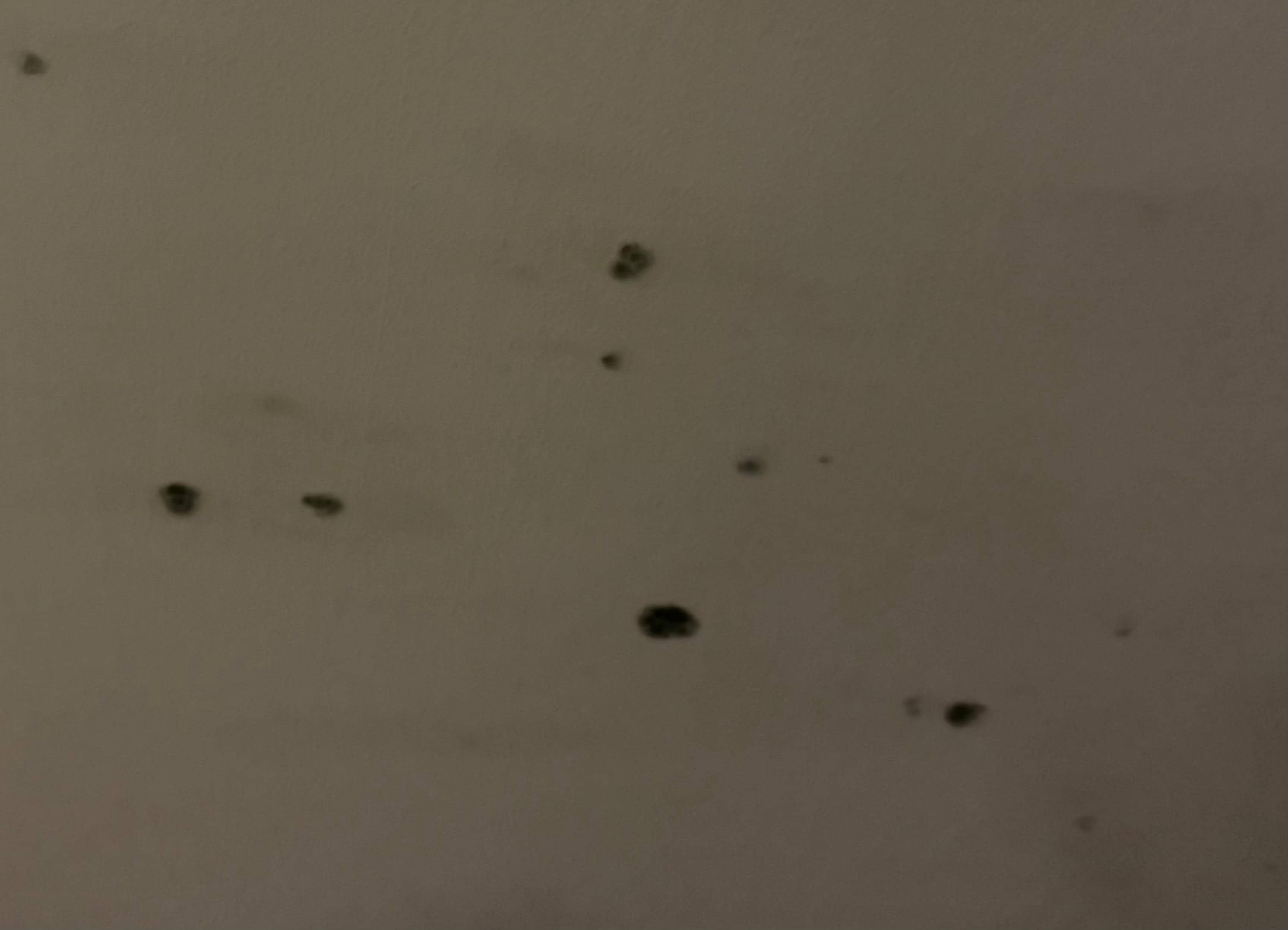 Photo of mold on ceiling