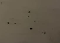 Photo of mold on ceiling