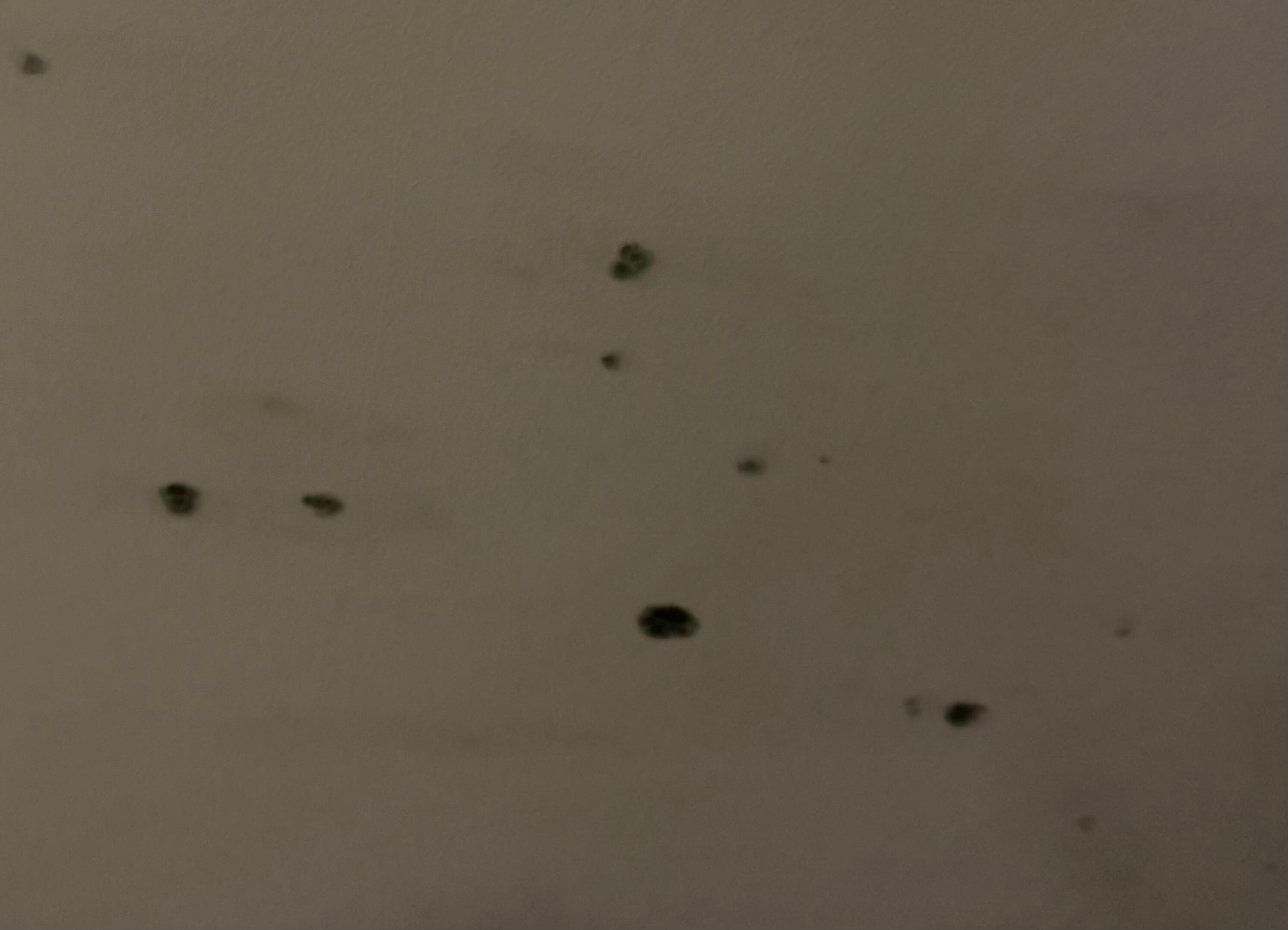Photo of mold on ceiling
