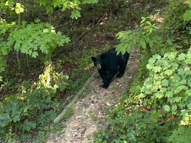 Momma bear walks beneath the deck while you safely say hello from above.
