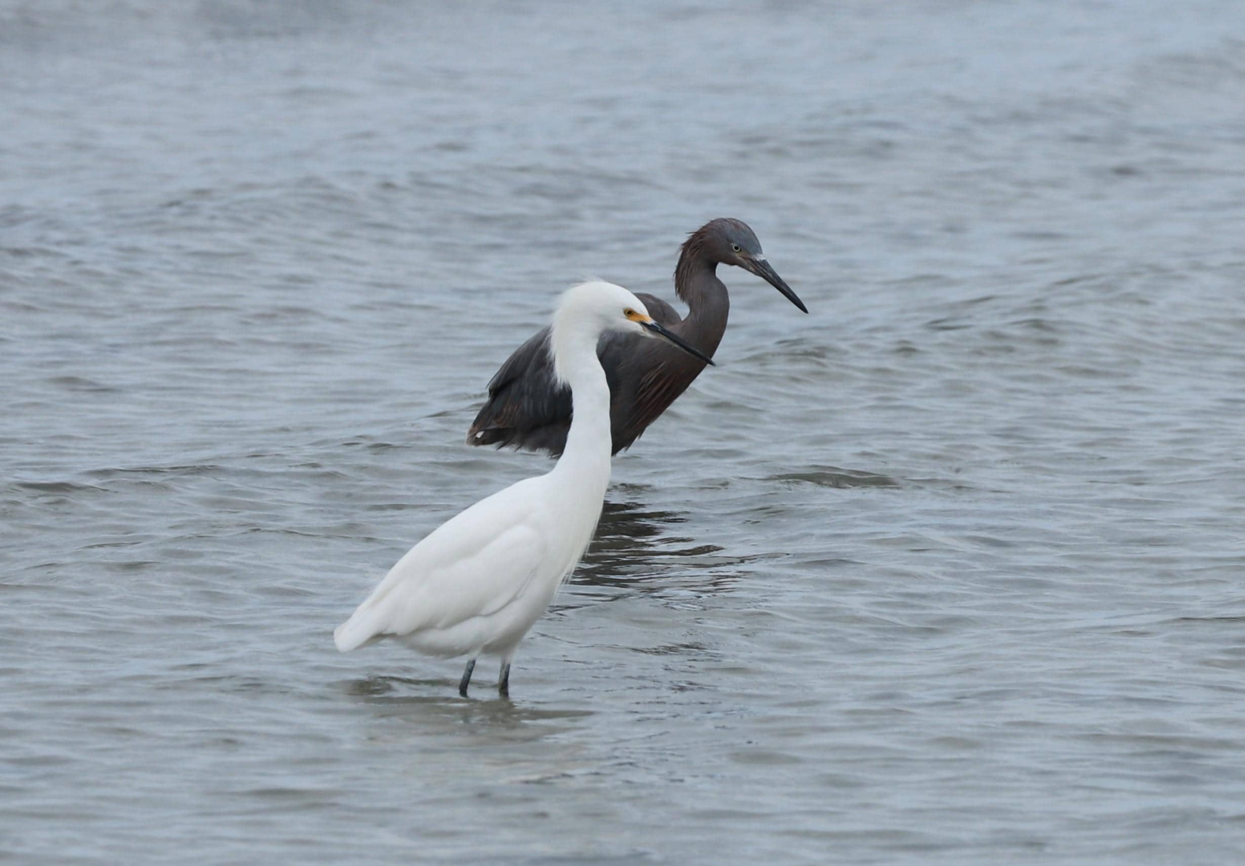 Snowy Egret and Reddish Egret